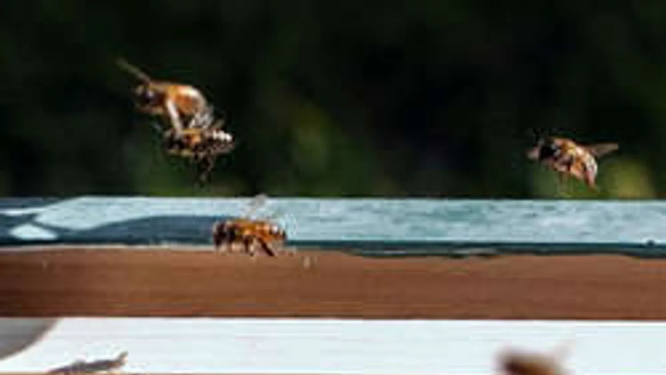 Embert öltek a gyilkos méhek