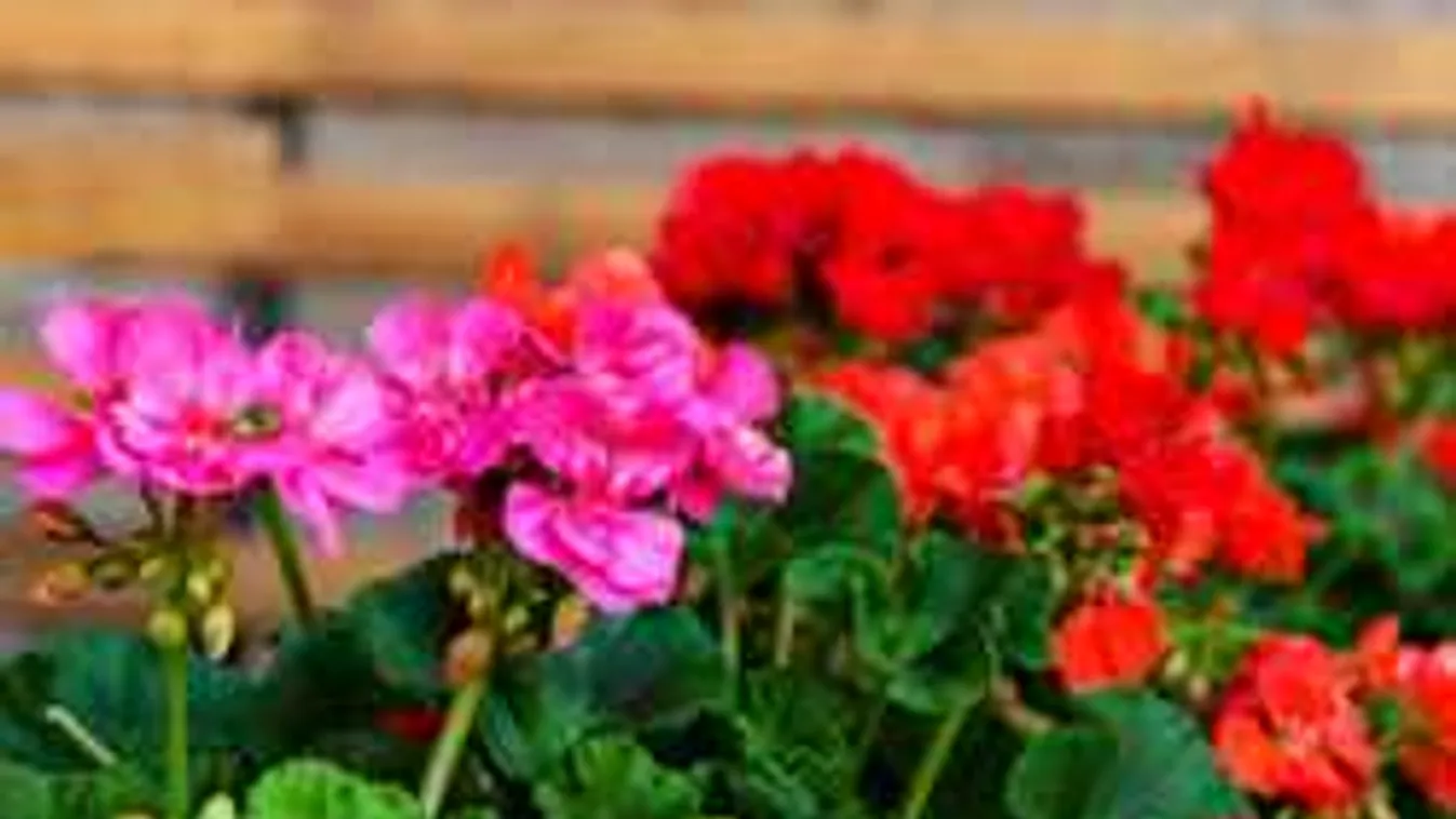 Elképesztő muskátli-trükk: minden szomszéd ámulni fog a virágodon