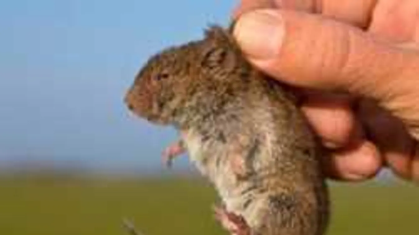 Óriási pocokvészhelyzet hazánkban