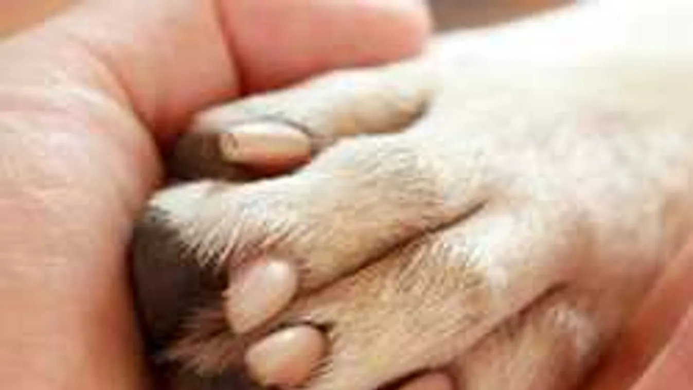 Drámai fotók jöttek Veszprémből: éjjel leégett az állatmenhely