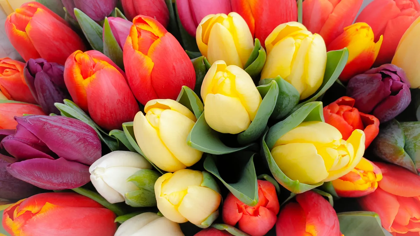 Spring,Tulips,Floral,Tulip,Bunch