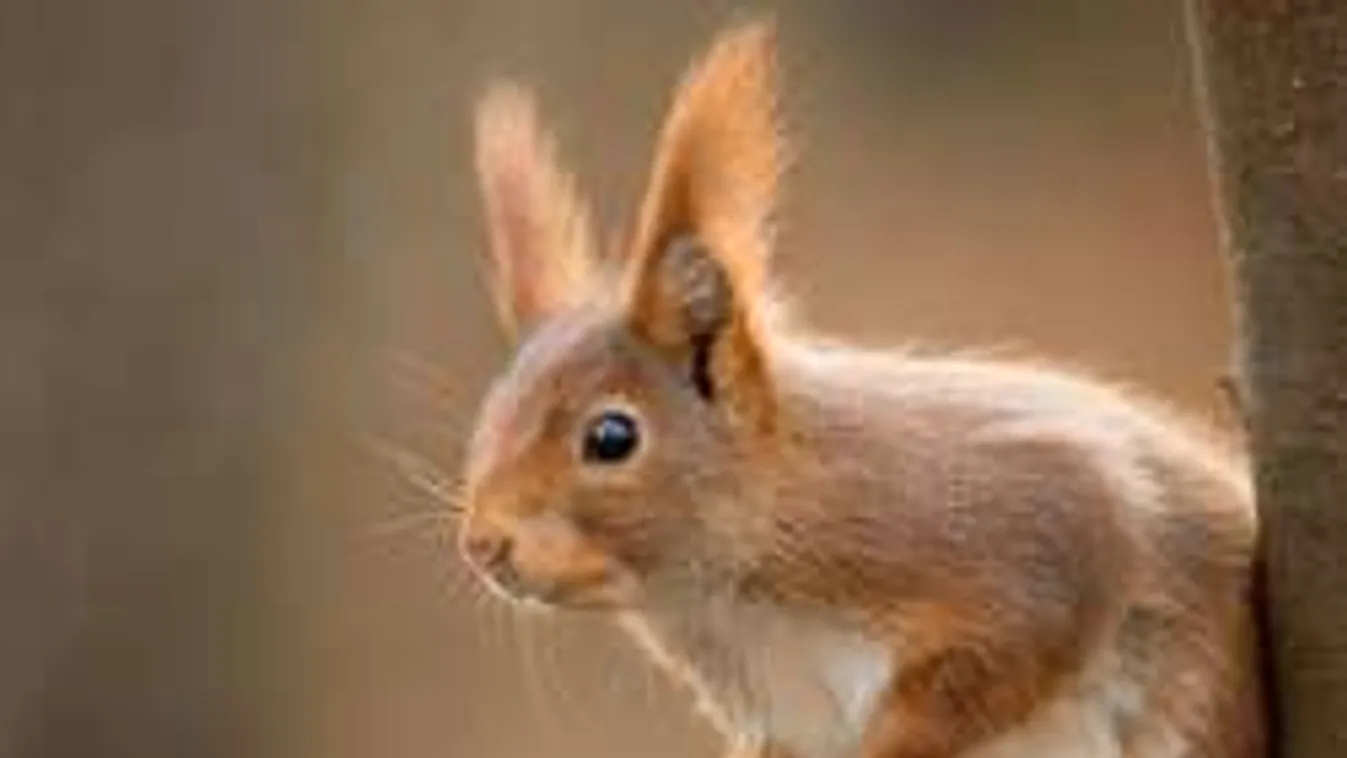 Ma ünnepeljük a világ legviccesebb és legcukibb állatát