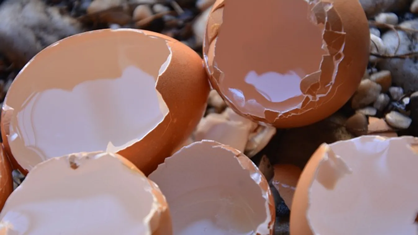 Szórj tojáshéjat a kertedbe, eszméletlen lesz a hatás