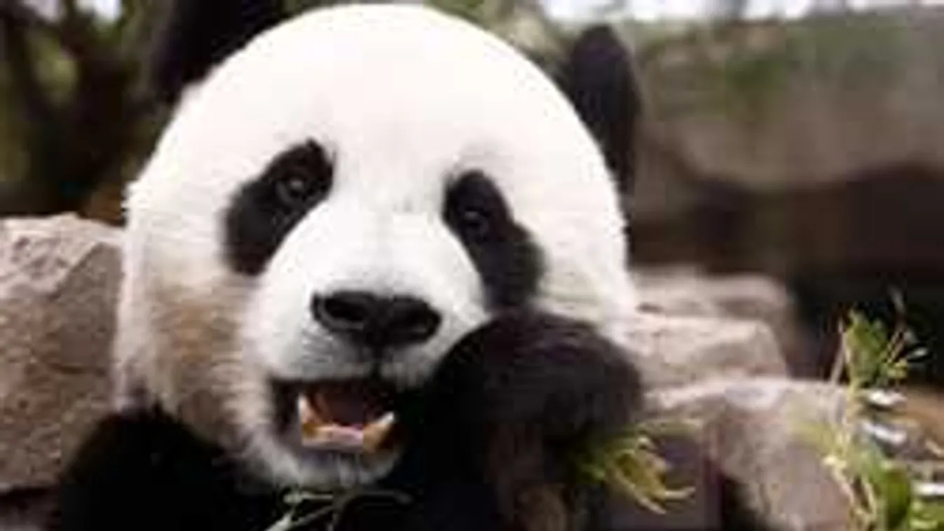 Ezen pörög net, Te megtalálod a pici pandát?