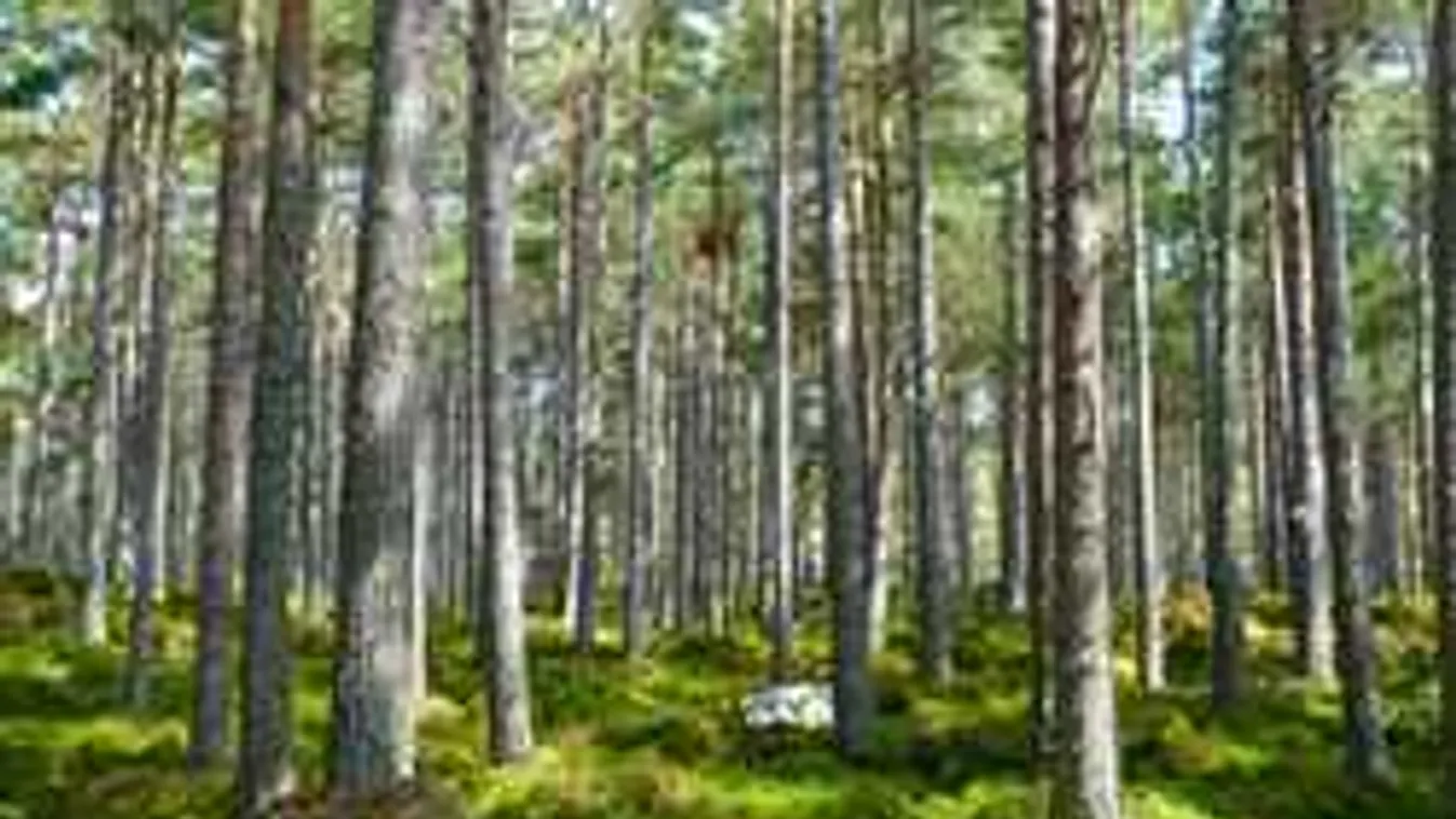 Borzalmas látvány, bomló holttest feküdt az erdőben Selmecbánya mellett