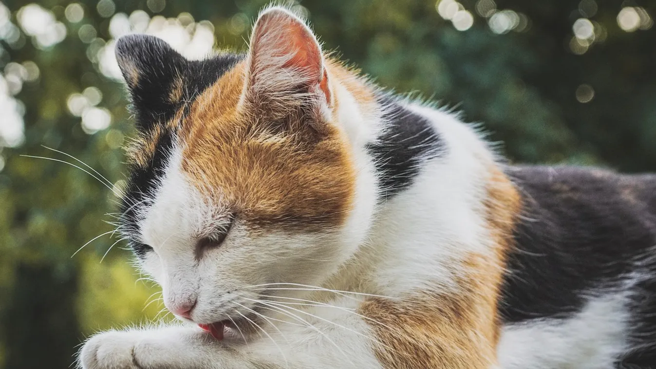 Mégis el lehet kapni háziállatoktól a koronavírust?