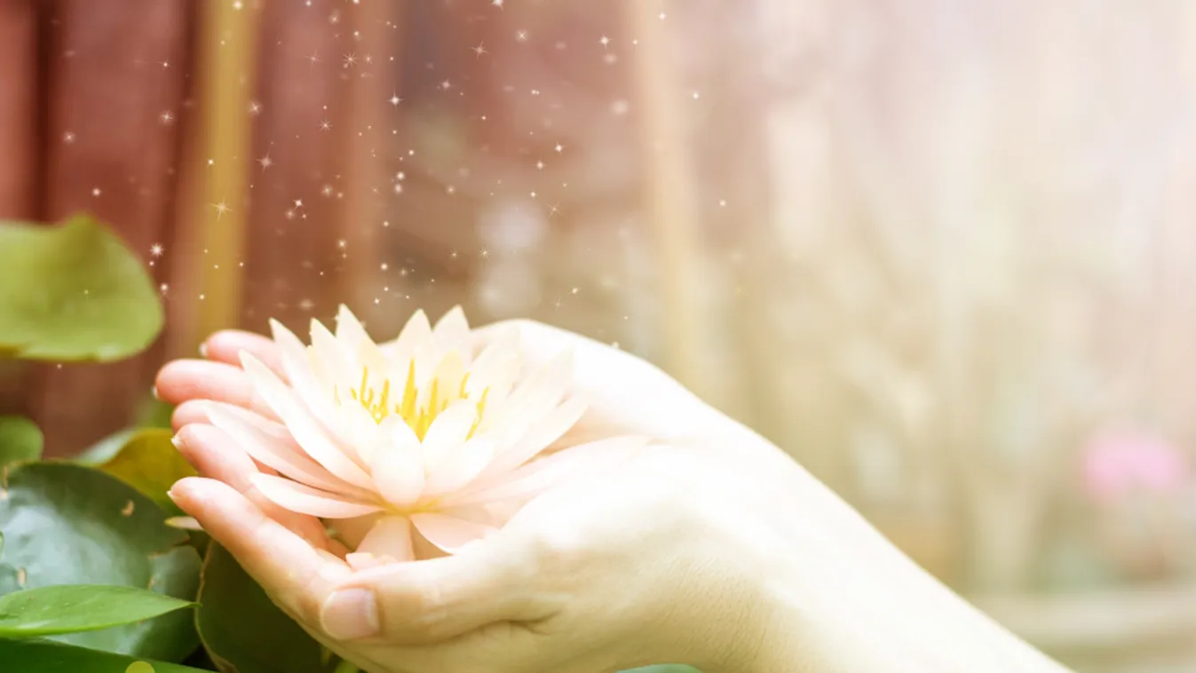 Hand,Holding,Lotus,Or,Water,Lily,For,Vesak,Day,,Buddhist