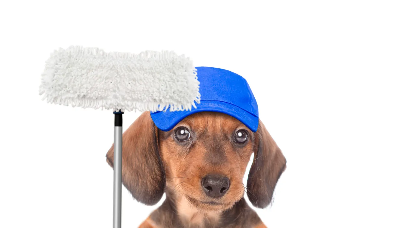 Cleaning,Concept.,Dachshund,Puppy,Wearing,Blue,Cap,Holds,Spray,And