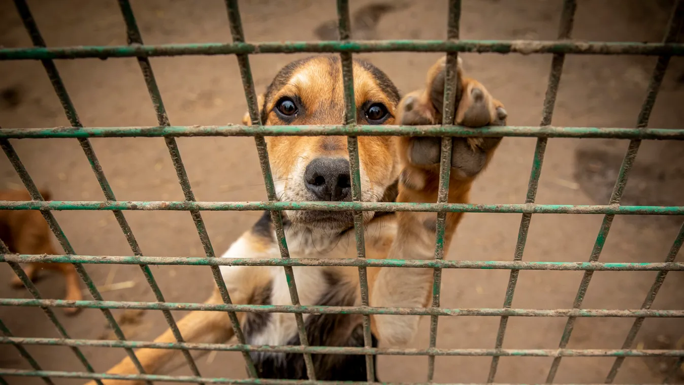 Mit érdemel az az ember, aki szándékosan állatokat kínoz?