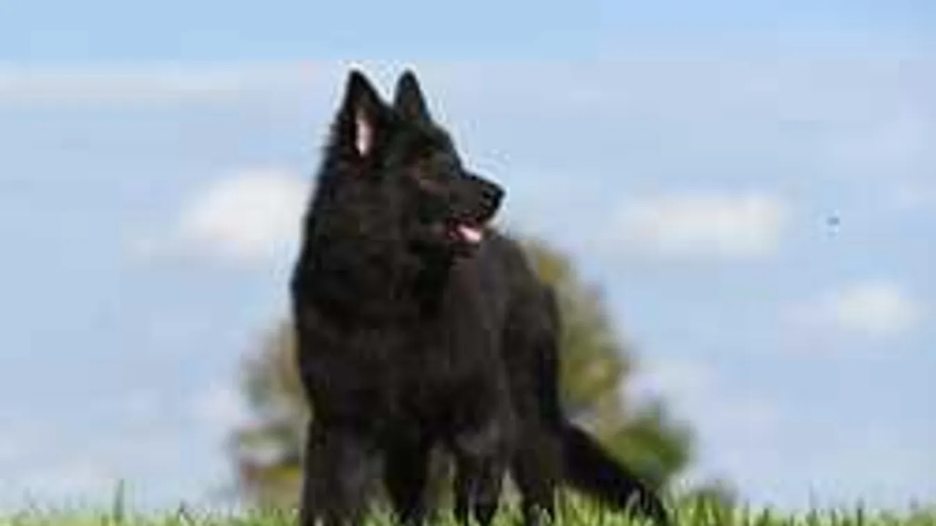 Kutyakaki-háború zajlik az utcákon, kiakadtak a lakók