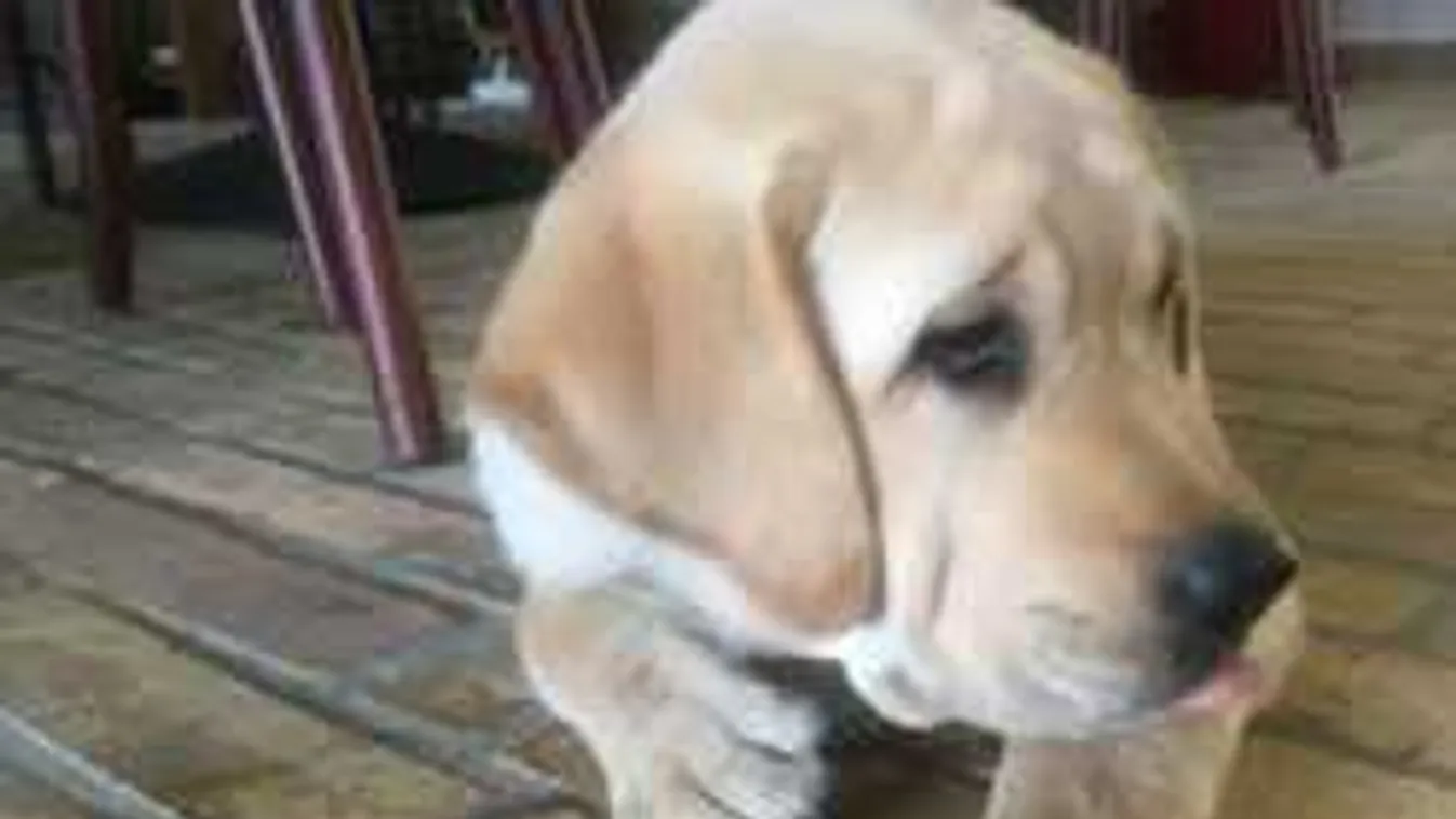 Tragédia után nevel új sztárt a Barátok közt atyja