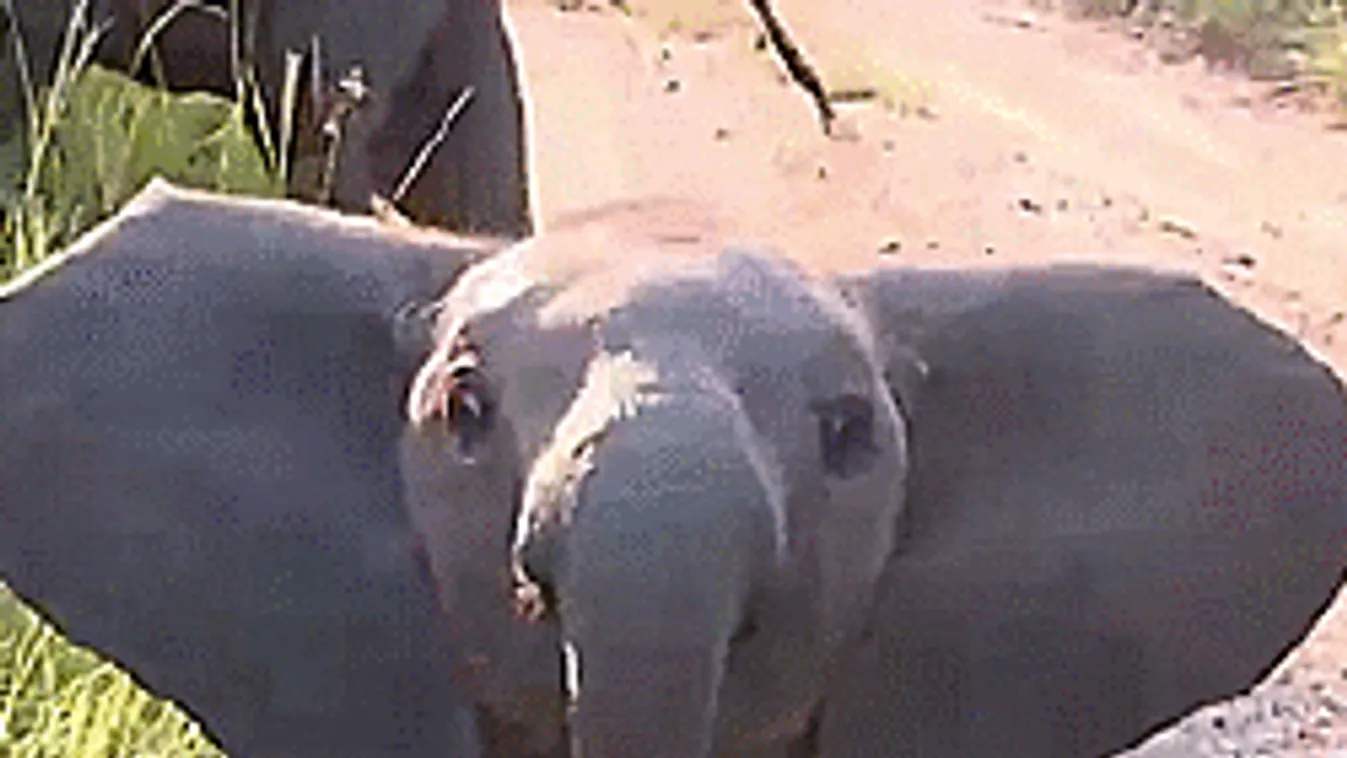 Elszabadult elefánt ölt embert a nyílt utcán