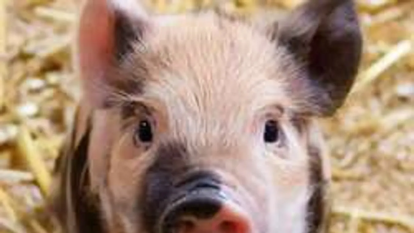 Okosabbak a malacok, mint a kutyák?