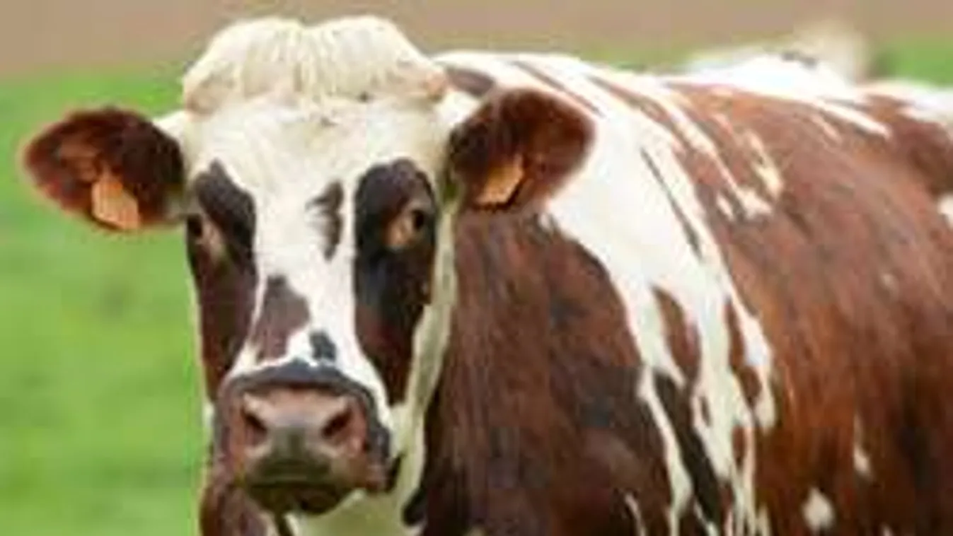 Kalandozó tehén tartotta rettegésben a várost