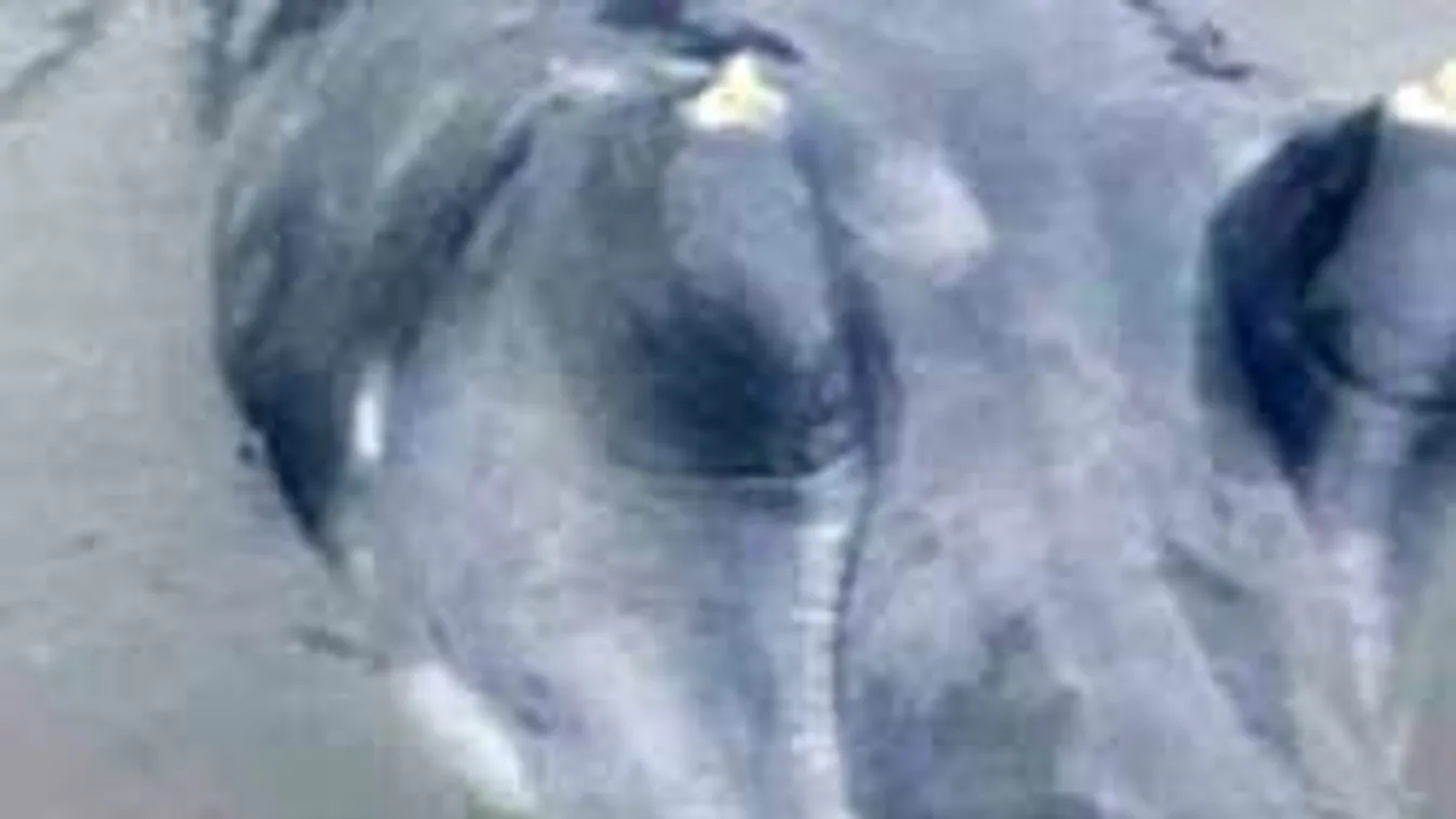 Csak két foga volt a bizarr vízi szörnynek, az is a feje tetején!