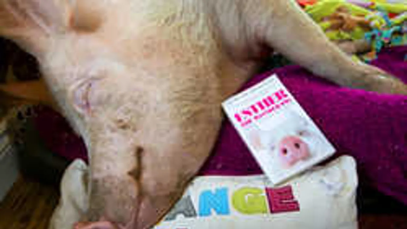 Alaposan benézték: Ez lett a cuki törpemalacból