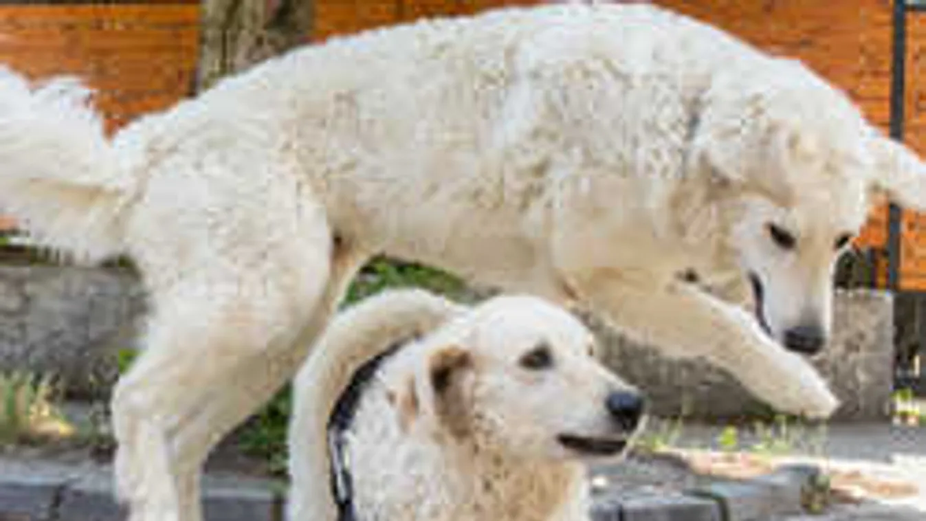 Zseniális ötlettel mentik meg a magyar kutyafajtát