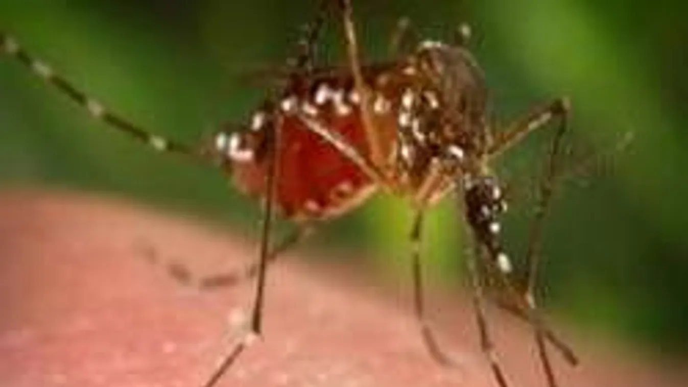 Melyik vércsoportot támadják leginkább a szúnyogok?