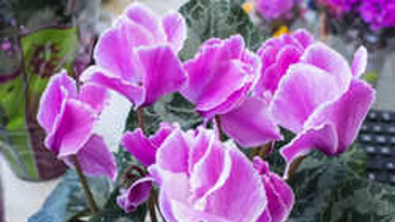 Így gondozd a ciklámened, hogy sokáig gyönyörű maradjon