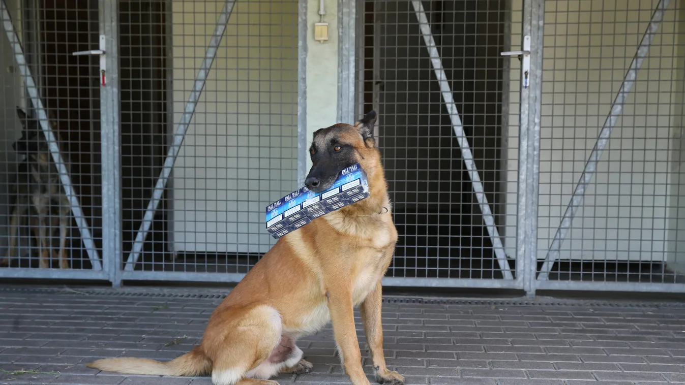 Elképesztő sztorik: a legdurvább csempésztrükköket is leleplezik a NAV kutyái