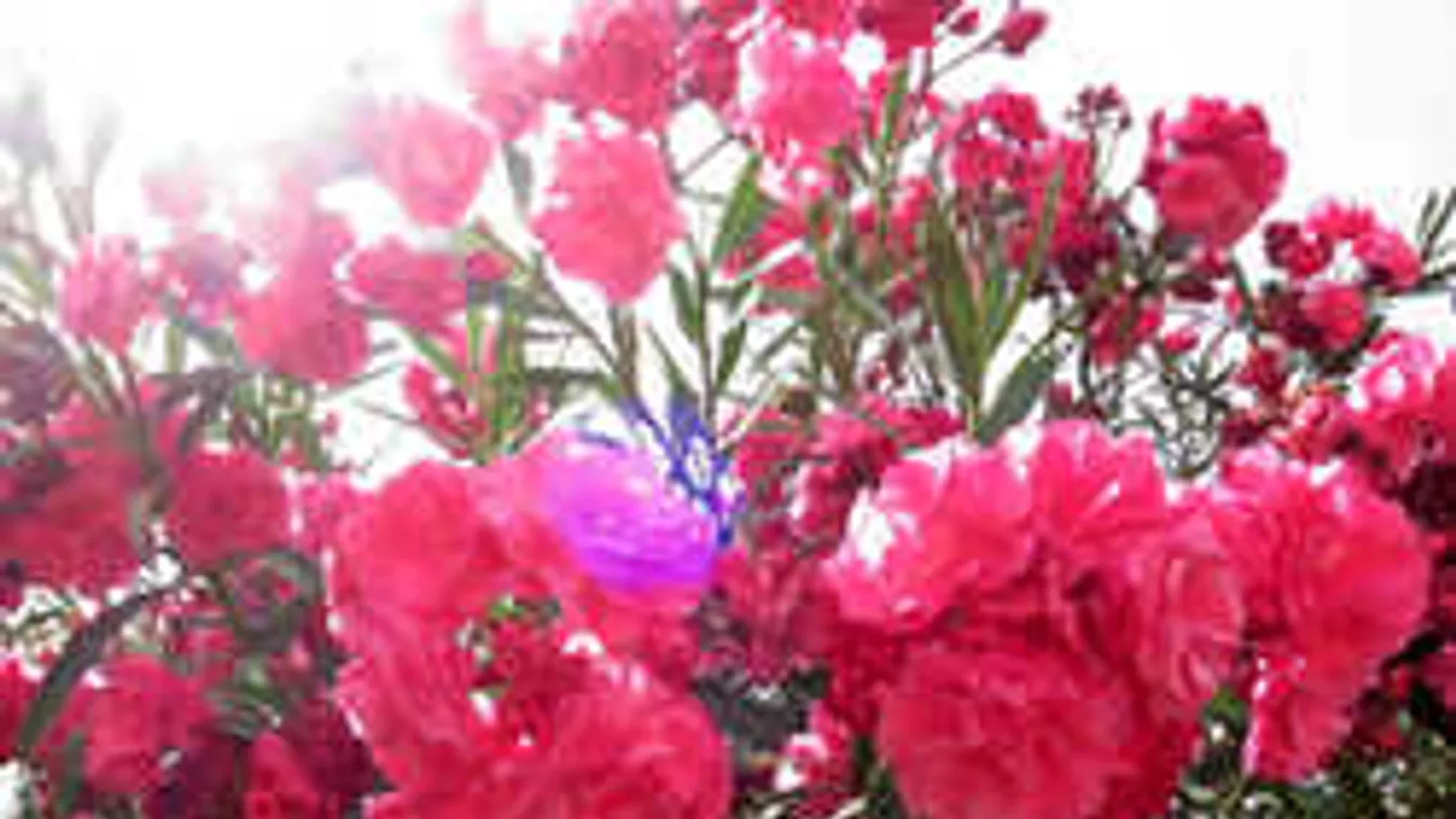 Okos praktikák: így kell teleltetni a leandert