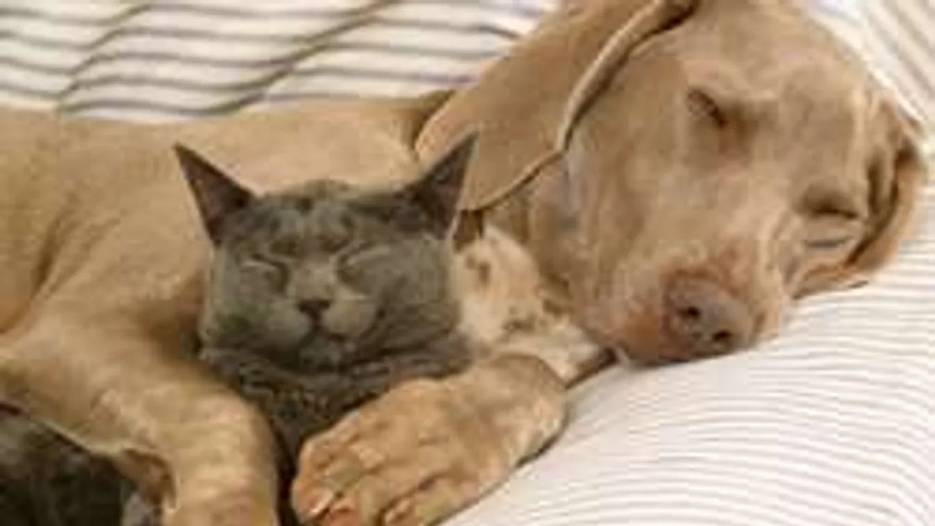 Háziállatot szeretnél, de nem tudsz választani? Mutatjuk, mi való hozzád!