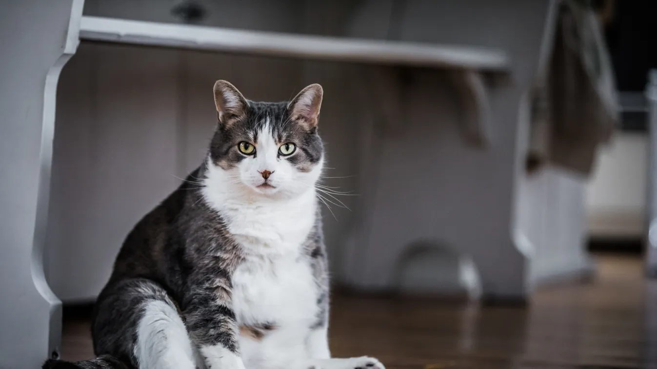 Karanténba zárnák a macskákat egy egész kontinensen, elképesztő, mi szükség erre