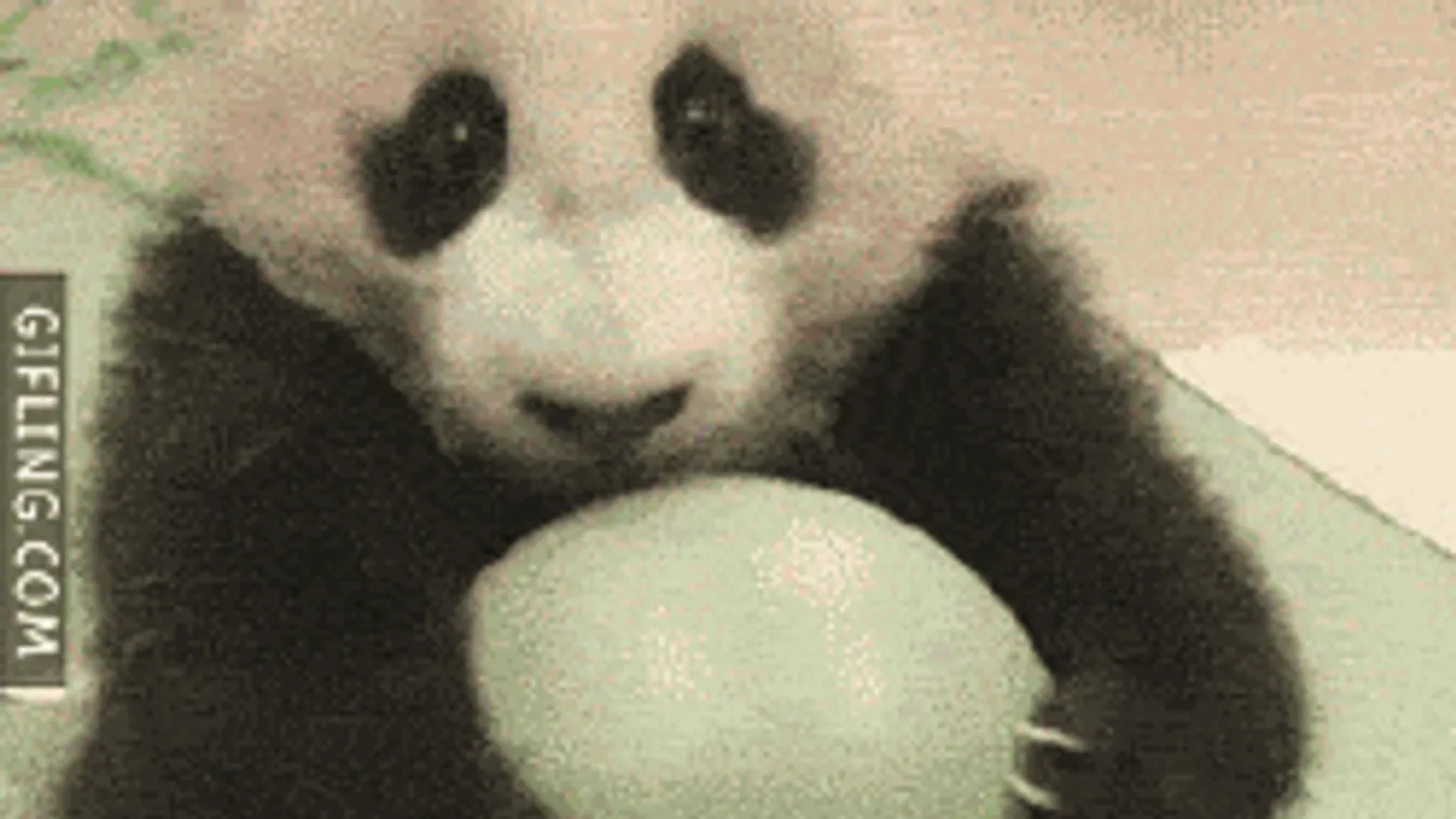 Napi cuki: Csak szeretetre vágyik ez a tündéri pandamaci!