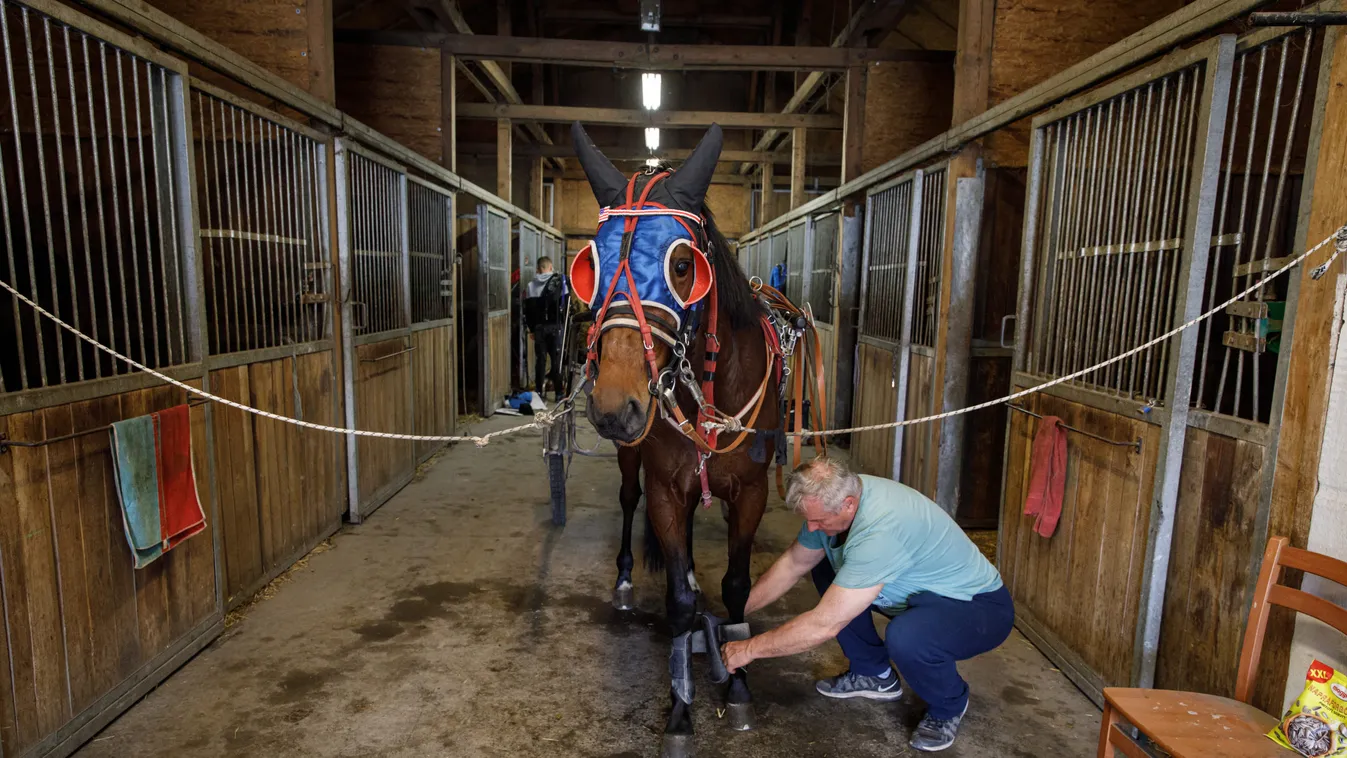 Újra kinyitott a Kincsem Park és az ügető, bejutottunk az istállókba