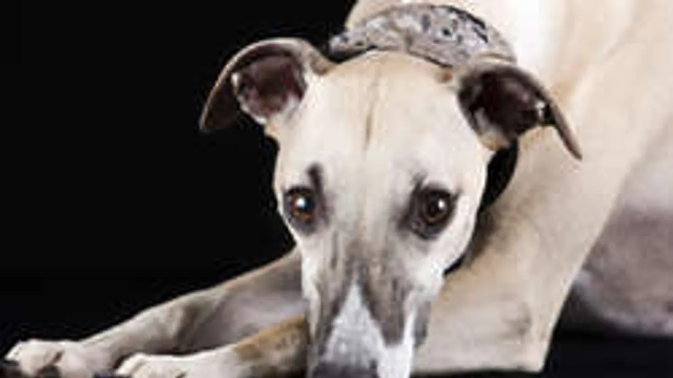 Megnyalta egy kutya, kómába esett