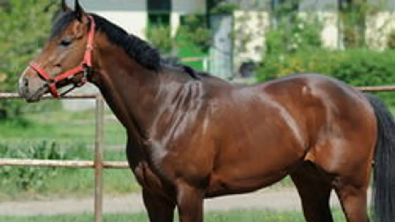 Emberi mulasztás okozhatta Overdose halálát! Ki a felelős?