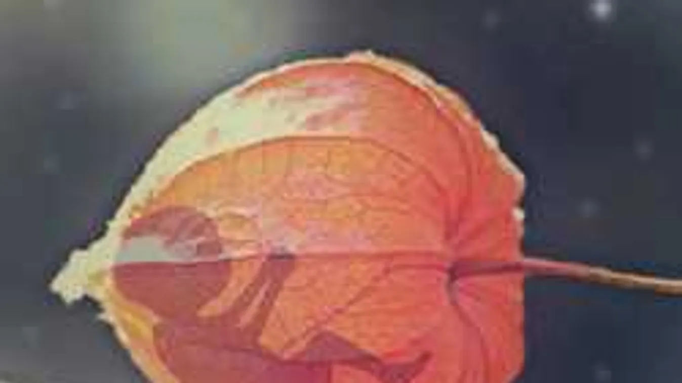 A muszlim nők kétszer annyi abortuszt végeztetnek el, mint a dánok