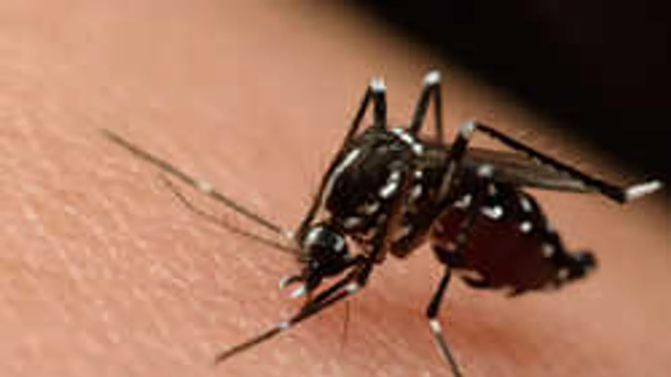 Közel a baj: gyilkos kór fenyeget a szomszédban