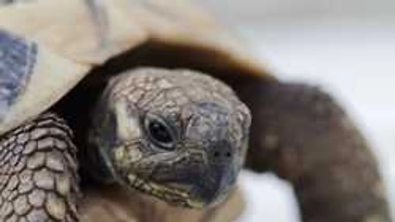 Brutális állatkínzás a Budapesten, a kamera mindent vett az állatkertben