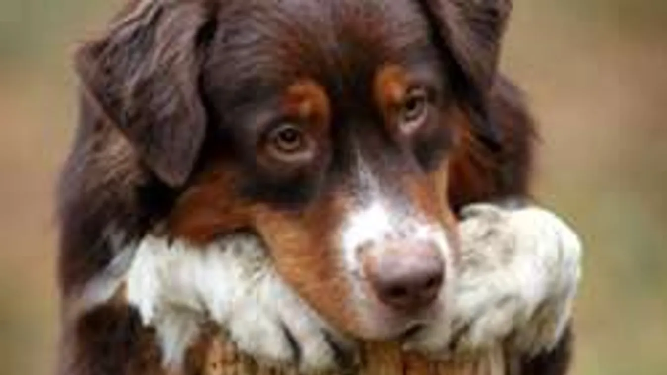 Kutyája őrizte gazdája holttestét Szombathelyen