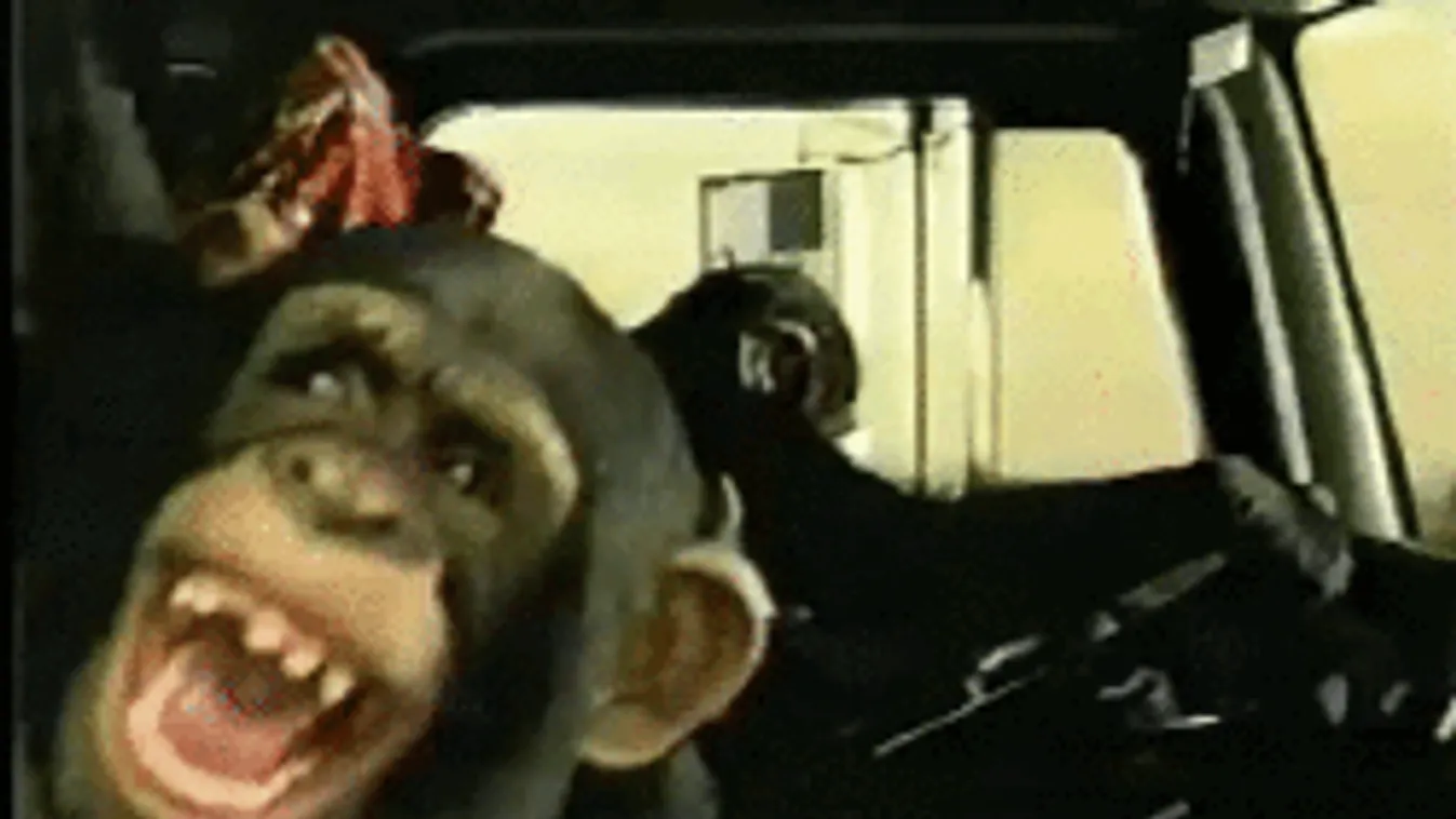 Zizi videó Zazáról! Olasz totyogós újratöltve