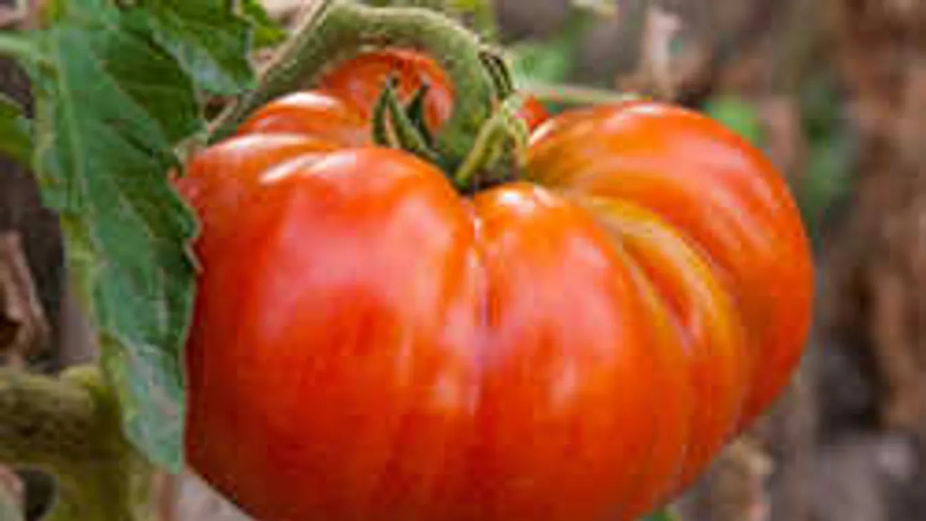 Fél kilós paradicsomszörnyekre bukkantak Győrben és Sopronban is