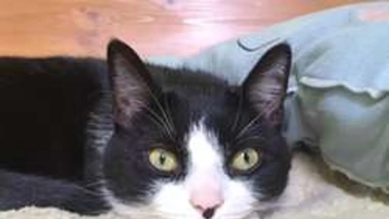 Veszélyes állateledel! Ezt semmiképp ne add kis kedvencednek!