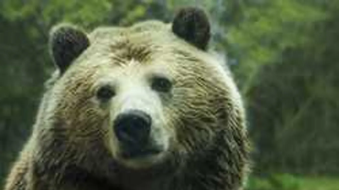 Brutális részletek, medvetámadás ért egy magyar édesanyát