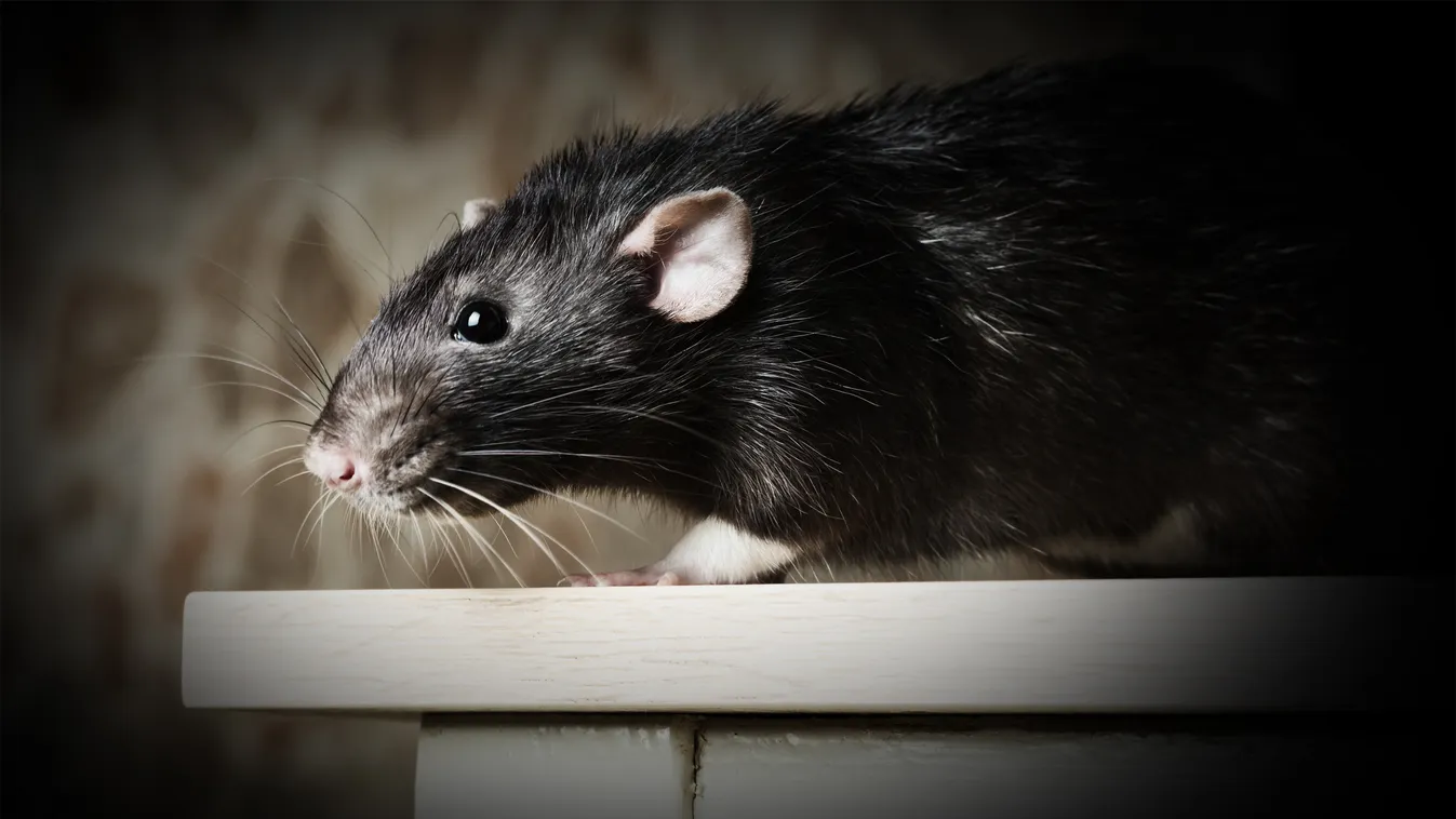 Sikítoztak a turisták a Margitszigeten, hatalmas patkány okozott felfordulást – Videó