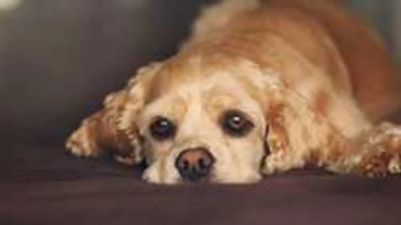 Az internet kedvence a kutyus, pénzért vesz magának hot dogot! - videó