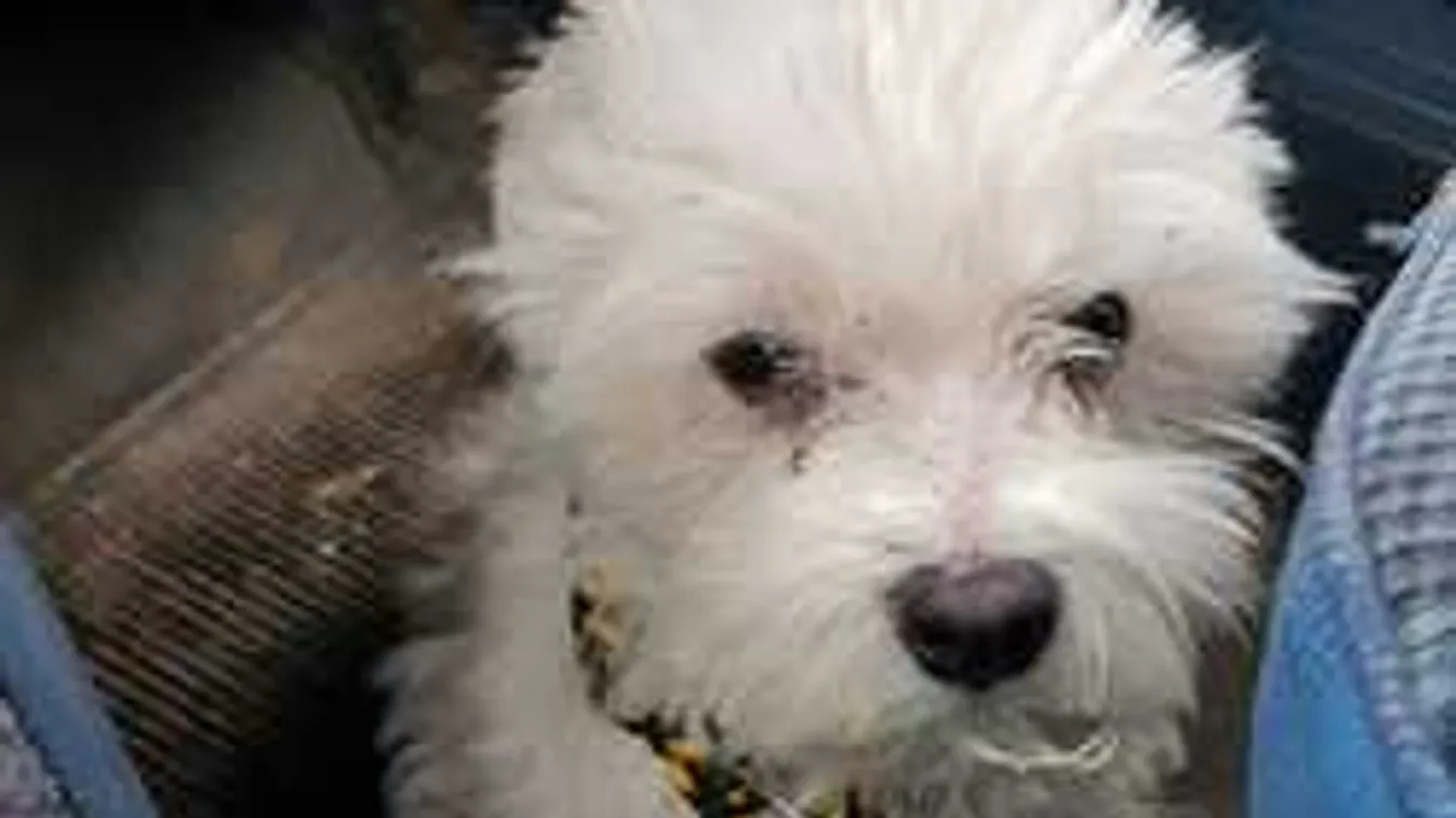 Nem mozdult halott gazdája mellől az újpesti kutya