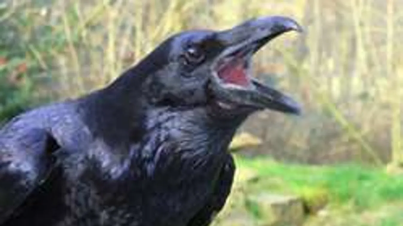 Idős asszonyt szólított meg a hortobágyi beszélő holló!