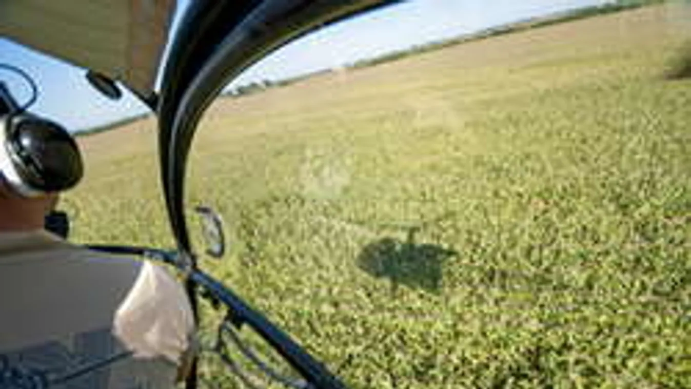 Új allergiaokozók jönnek a parlagfű mellé!