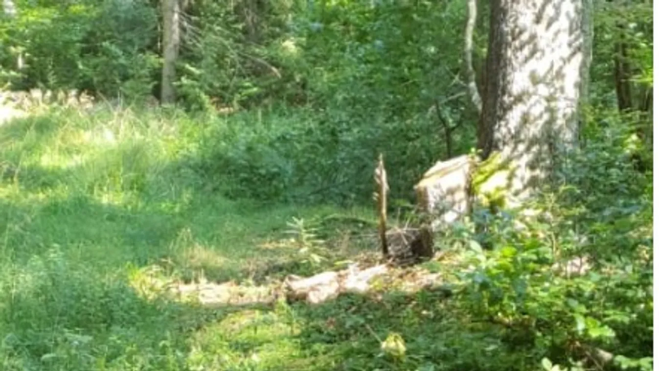 Így mentette meg a kutya a 75 éves erdélyi néni életét