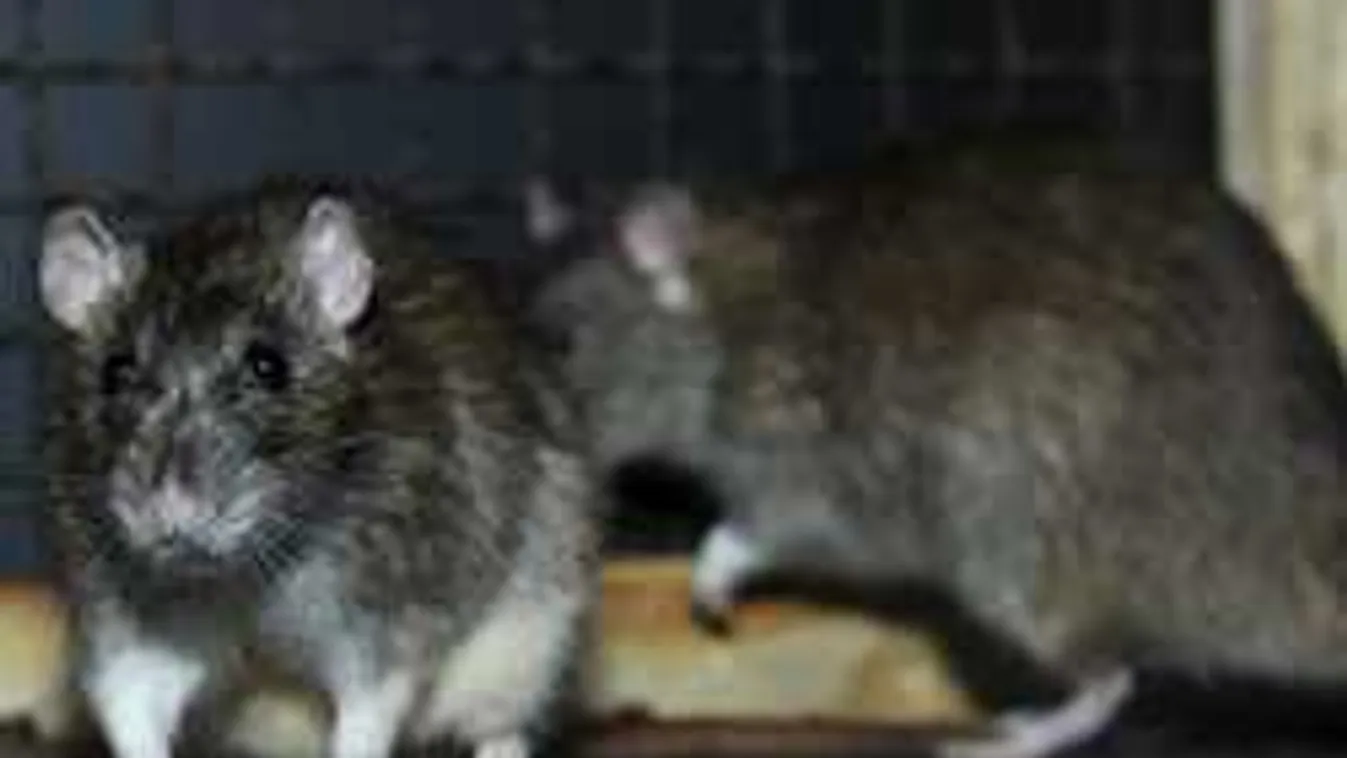 Újabb patkányinvázió: itt szaporodtak el a nagy hőségben