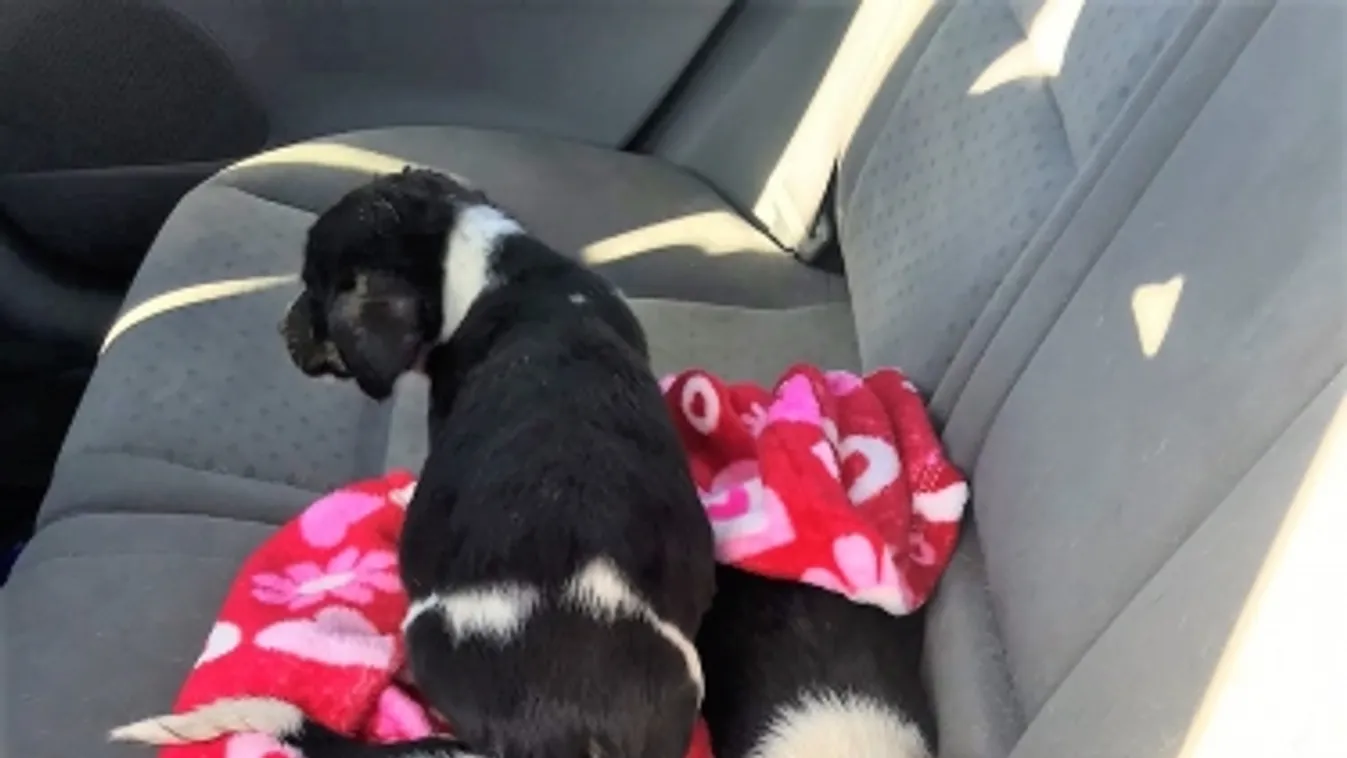 Aranyos kiskutyákat posztolt a rendőrség, de szomorú történet áll mögöttük