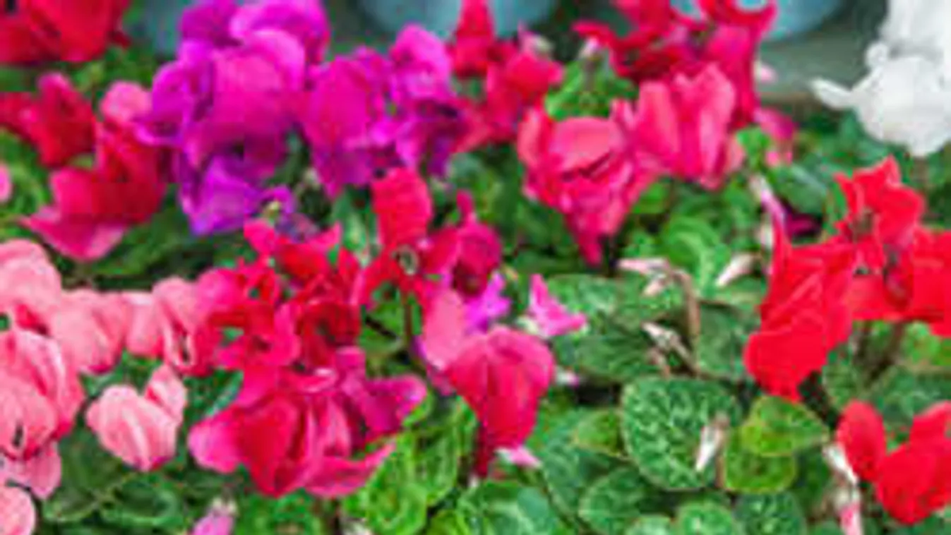 Ez már biztos, így virágzik másodszor is a ciklámened