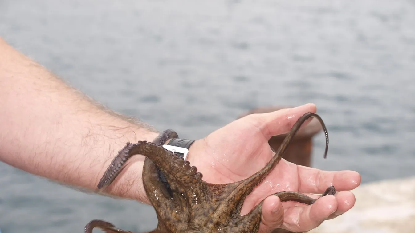 Polipot rakott egy nő az arcára, döbbenetes dolog történt vele