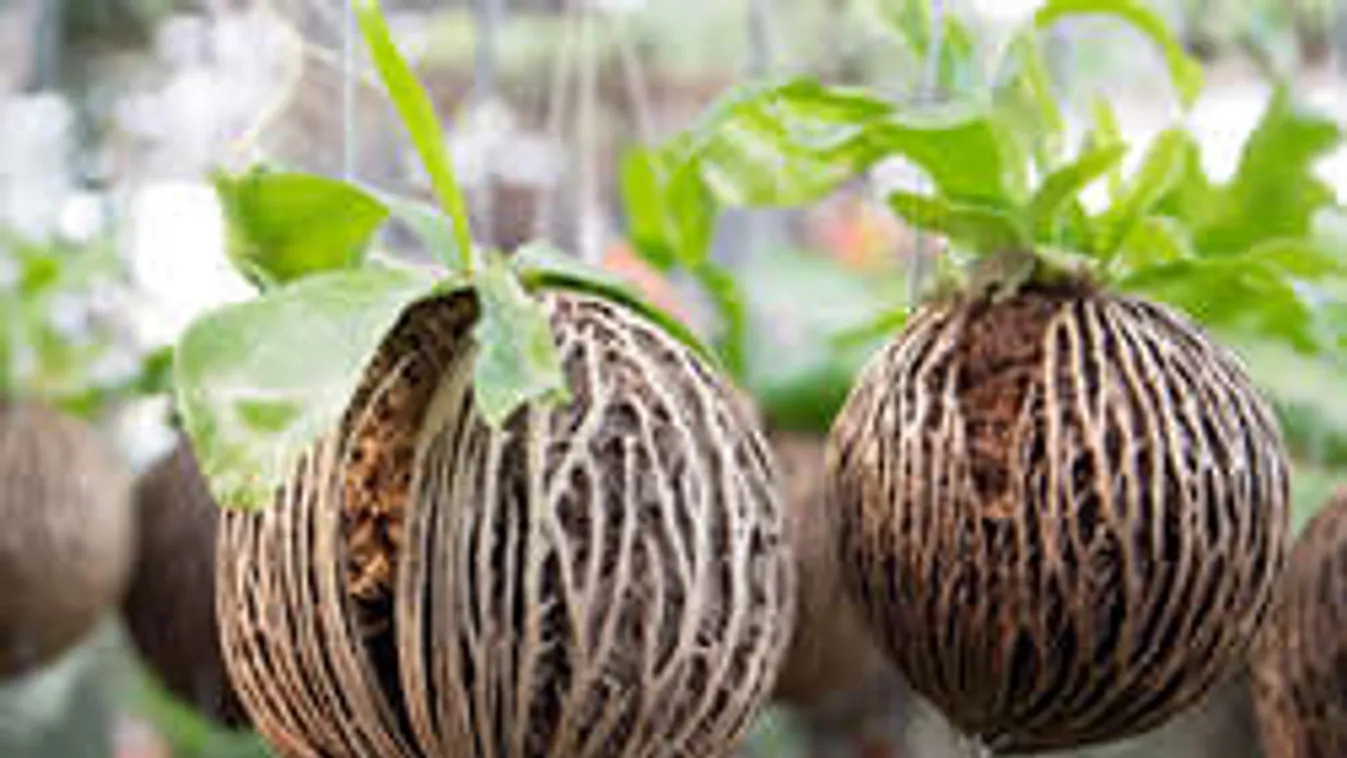 Megállt a szíve a neten rendelt mérgező dísznövény magjaitól!